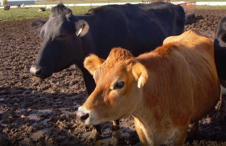 基因组检测如何改良奶牛畜群
