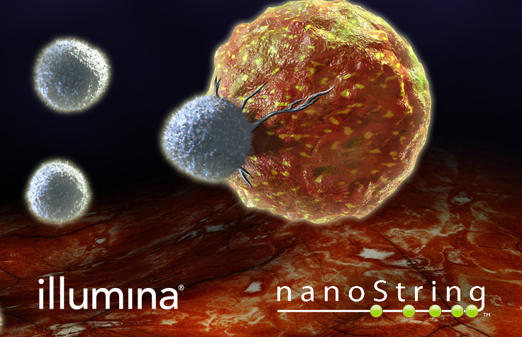 Tumor and Immune System Cells