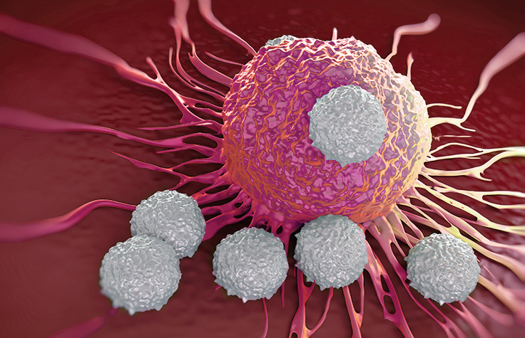 Cancer cells and T cells in immunotherapy