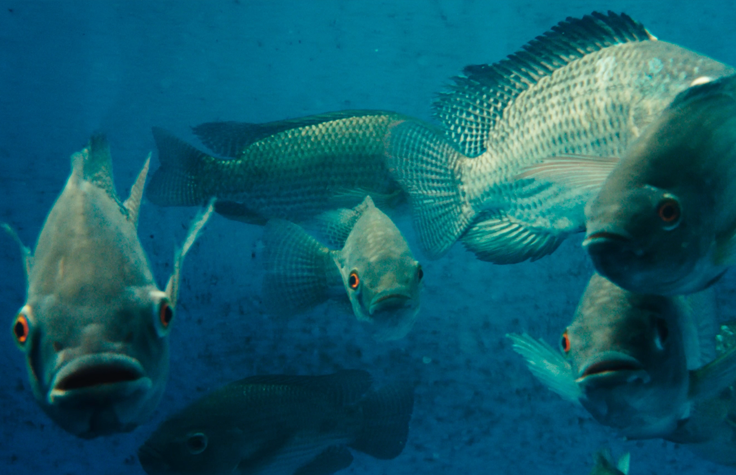 Give someone a fish, you feed them—unlock the fish genome, you feed the world