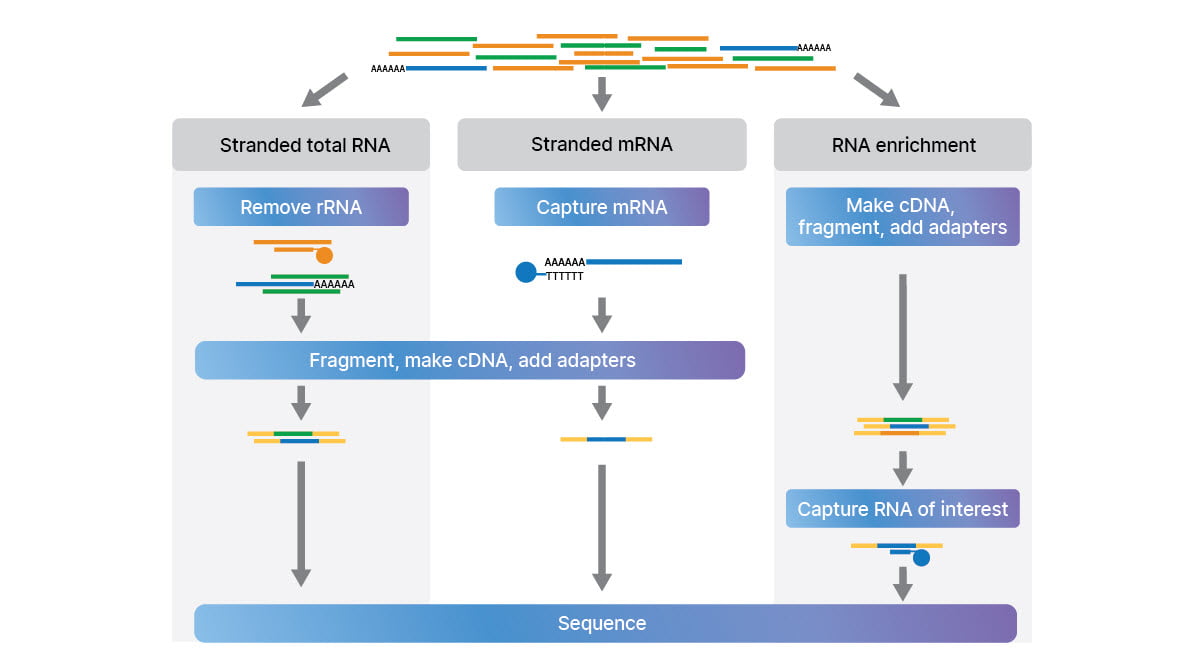 How Illumina library prep works