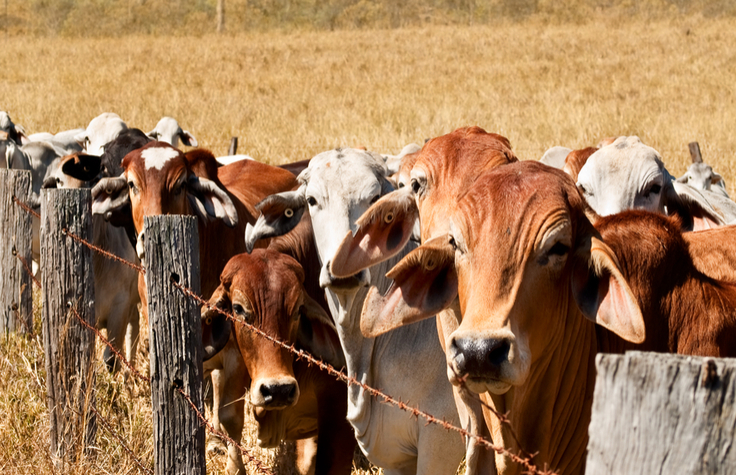 大规模牛基因组测序实现了快速的家畜改良
