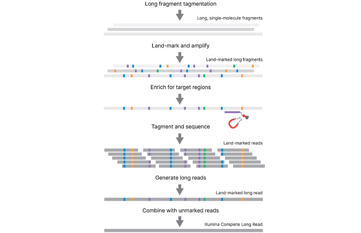 How it works Illumina Complete Long Read sequencing technology land-marked fragments