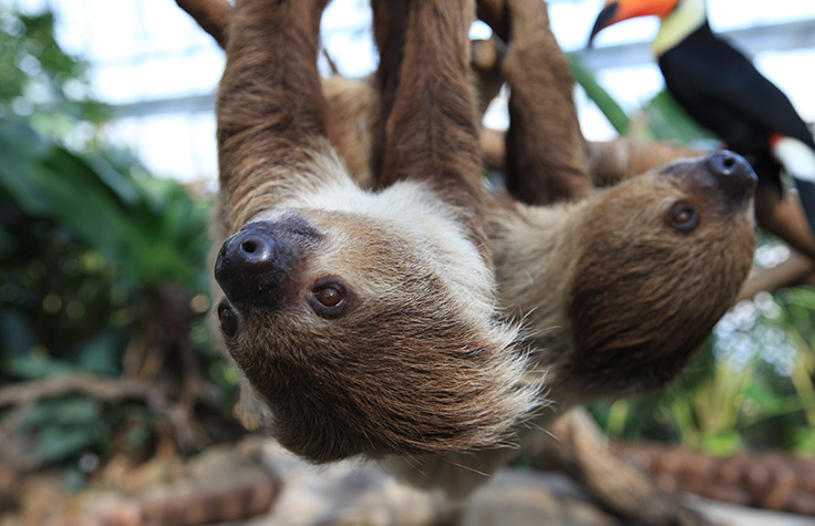 Investigating Tree Sloths with Mixed Amplicon Sequencing