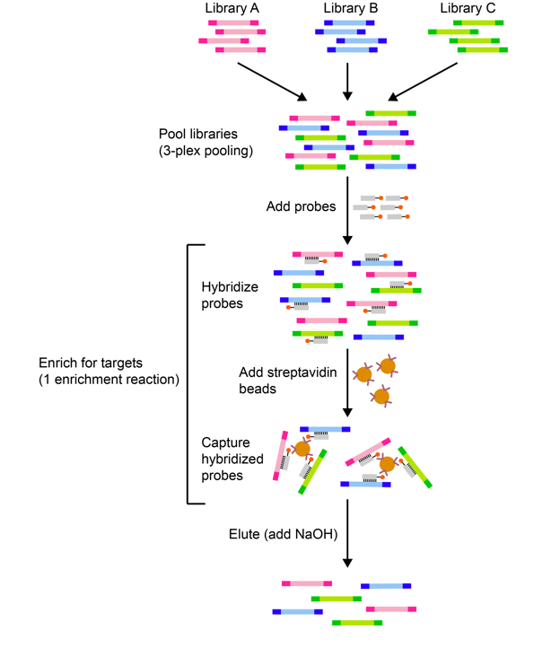 Understanding Library Pooling For Illumina DNA Enrichment Kits