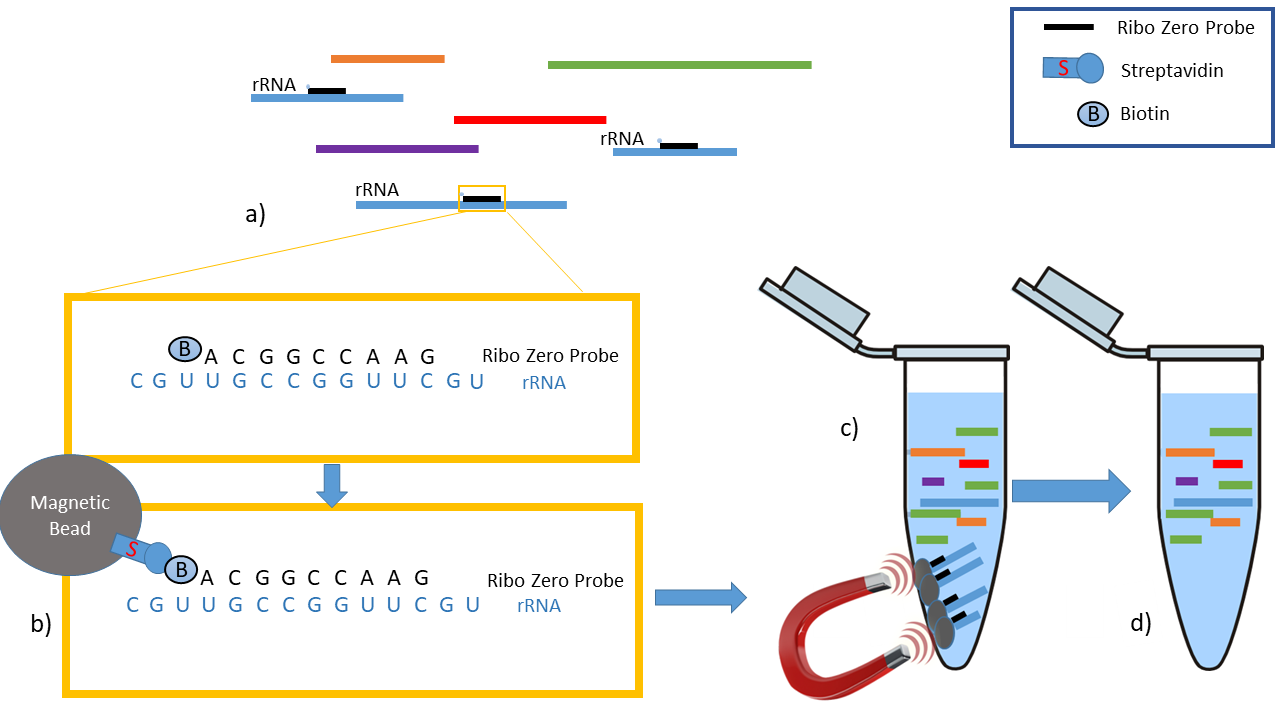 Best Practices To Minimize Rrna Contamination In Truseq Stranded Total Rna Libraries