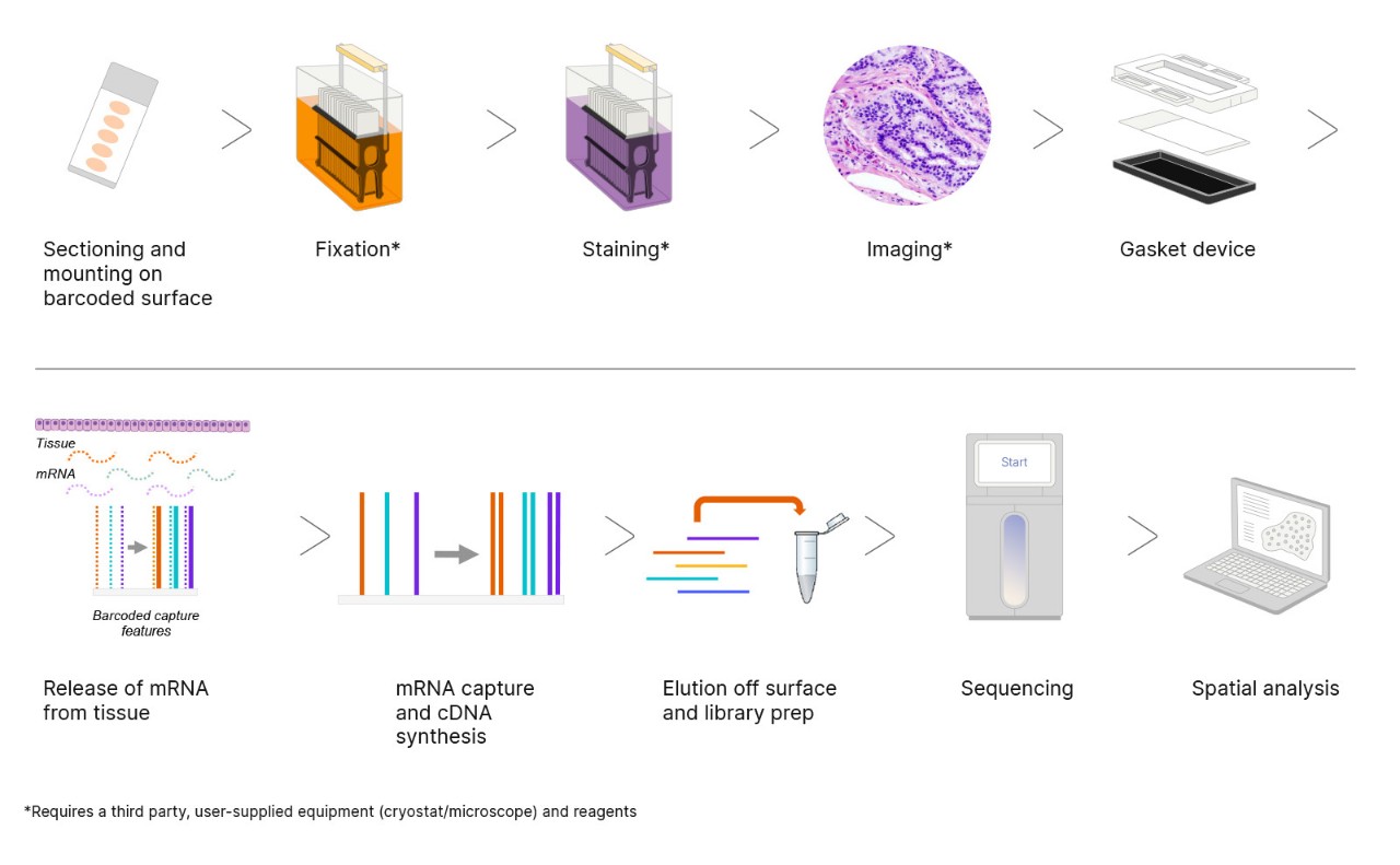 Overview of the Illumina spatial transcriptomics workflow